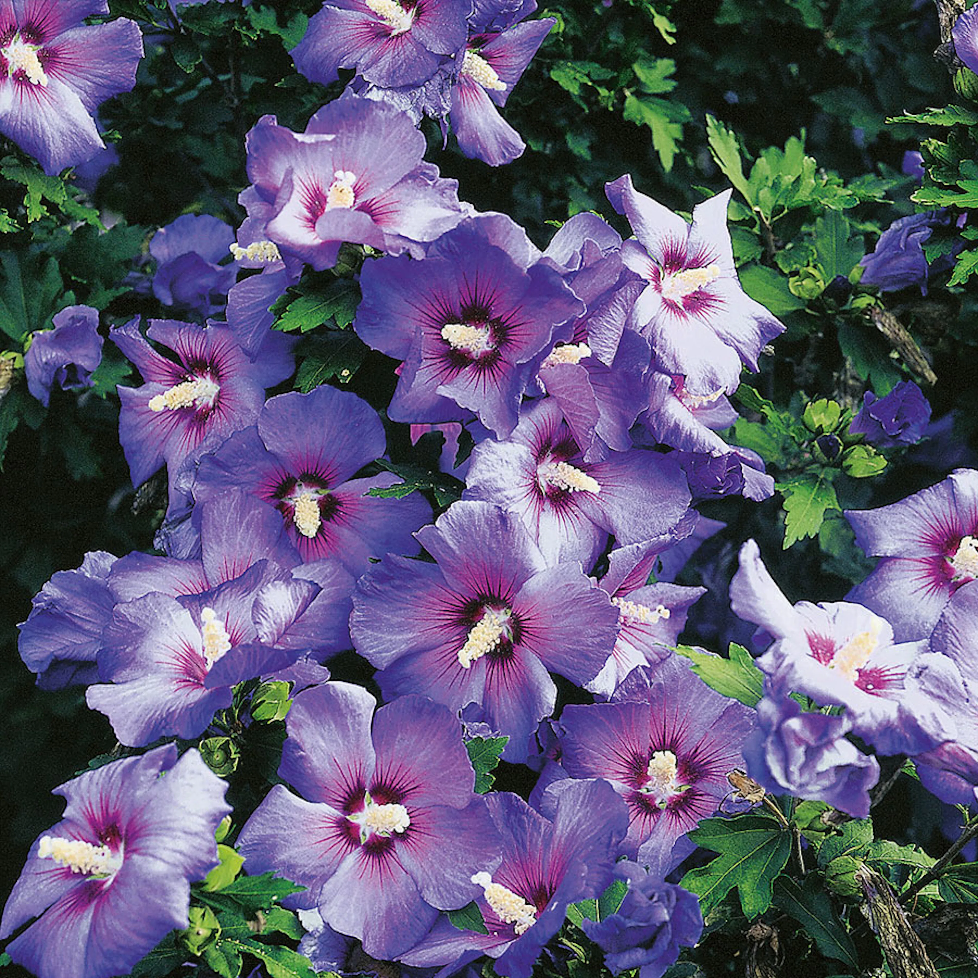 Prydnadsbuske Frilandshibiskus Omnia Garden Oiseau Bleu