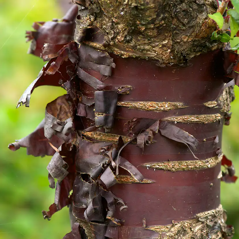 Prydnadsträd Omnia Garden Glanskörsbär Vit Blomning 150-200 cm