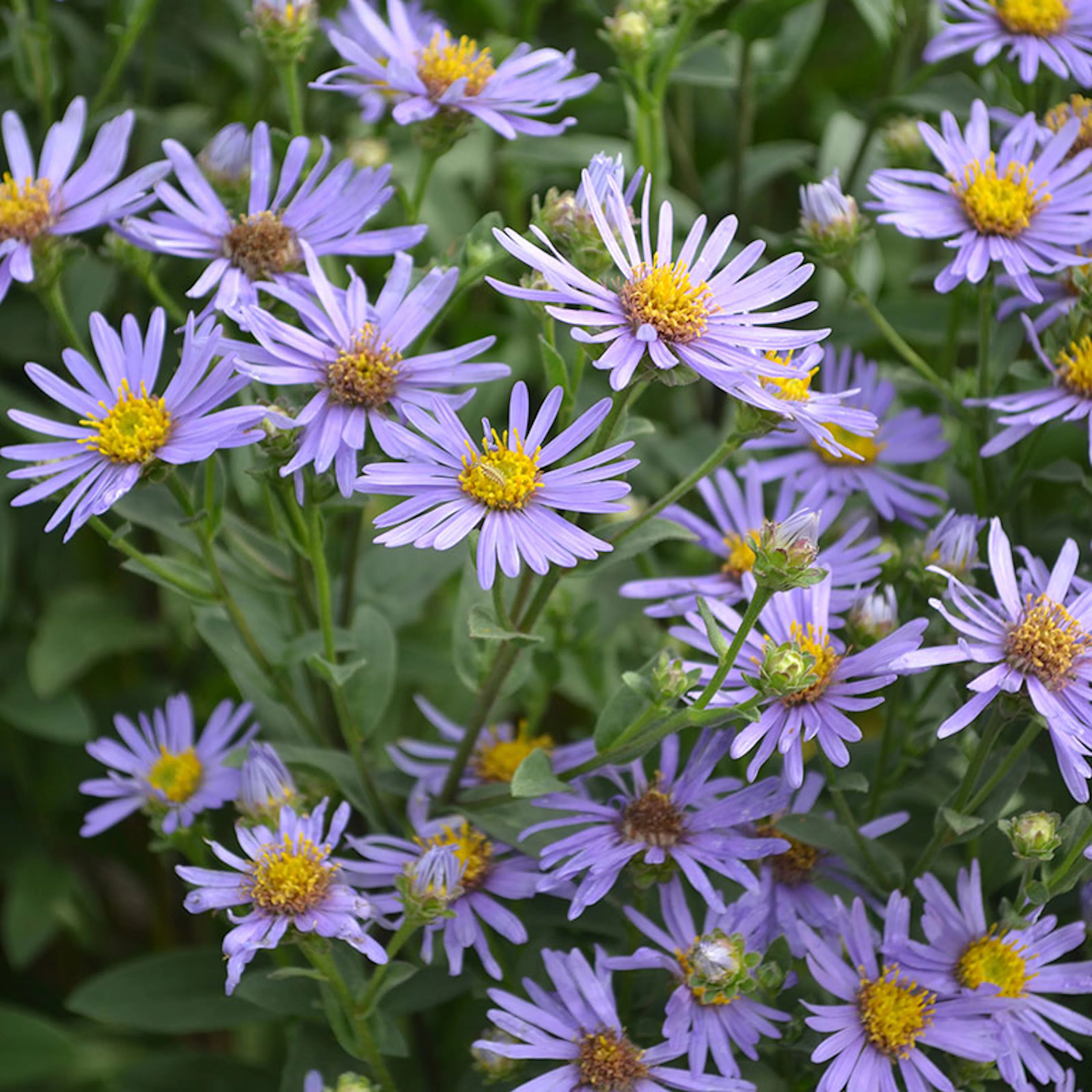 Planta Brittsommaraster Omnia Garden Axel Tallner