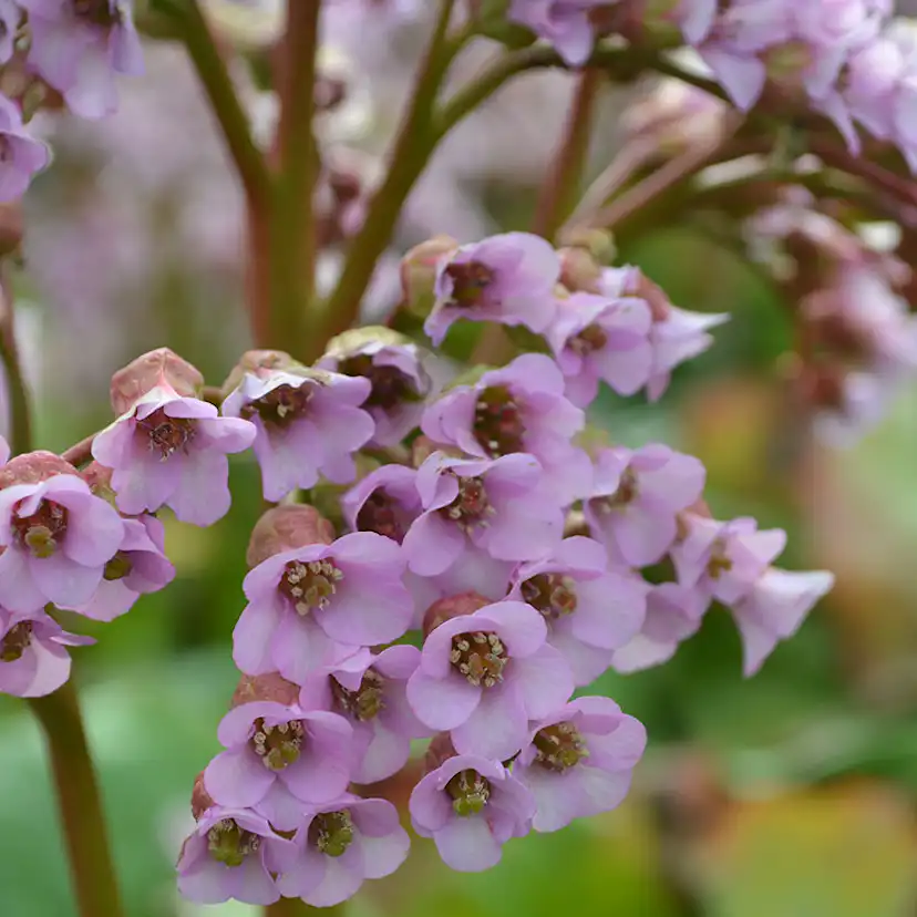 Planta Omnia Garden Hjärtbergenia Möja