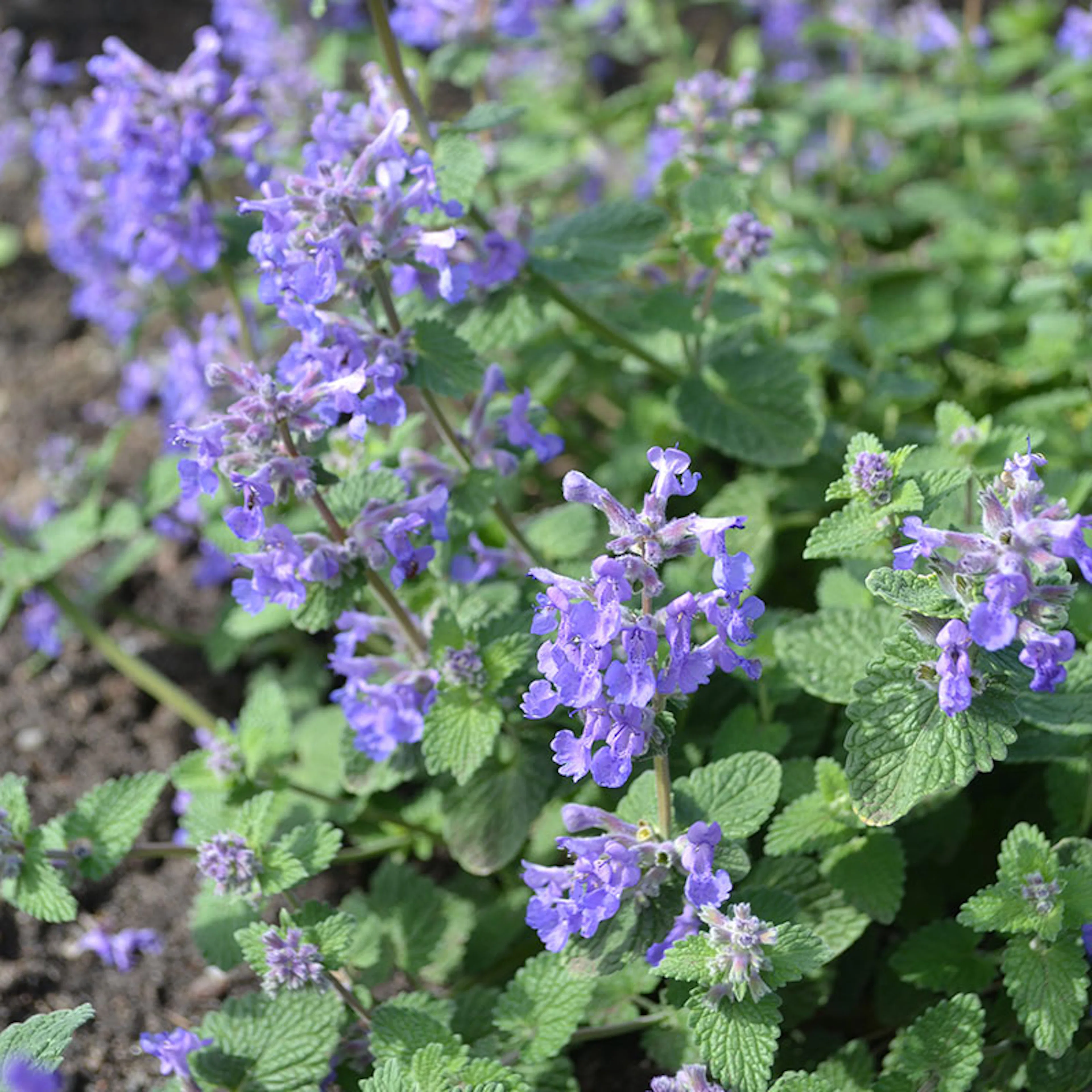 Planta Omnia Garden Bergnepeta Linghem