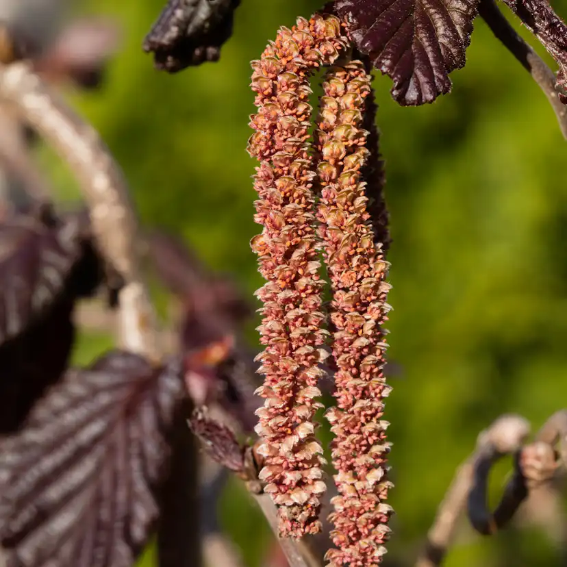 Prydnadsbuske Ormhassel Omnia Garden Rödbladig