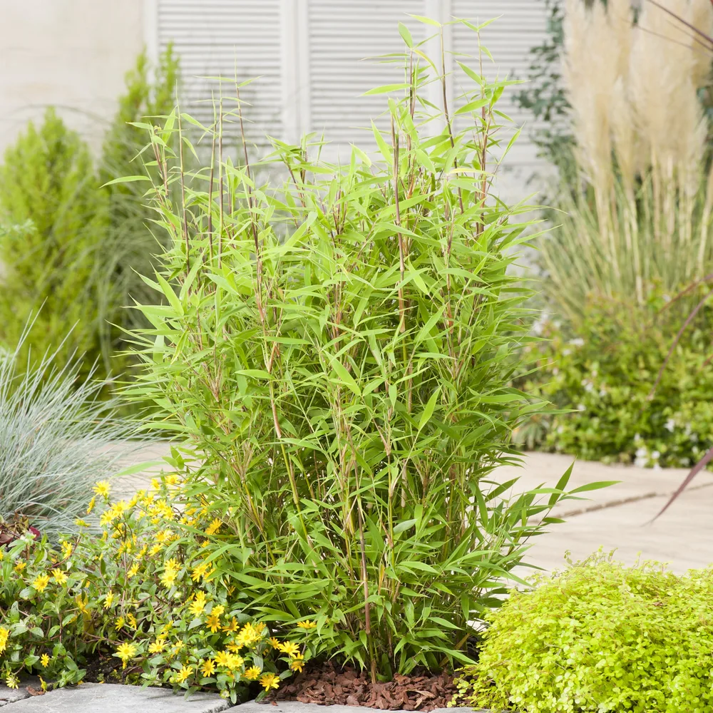 Bambu Omnia Garden Dvärgbambu