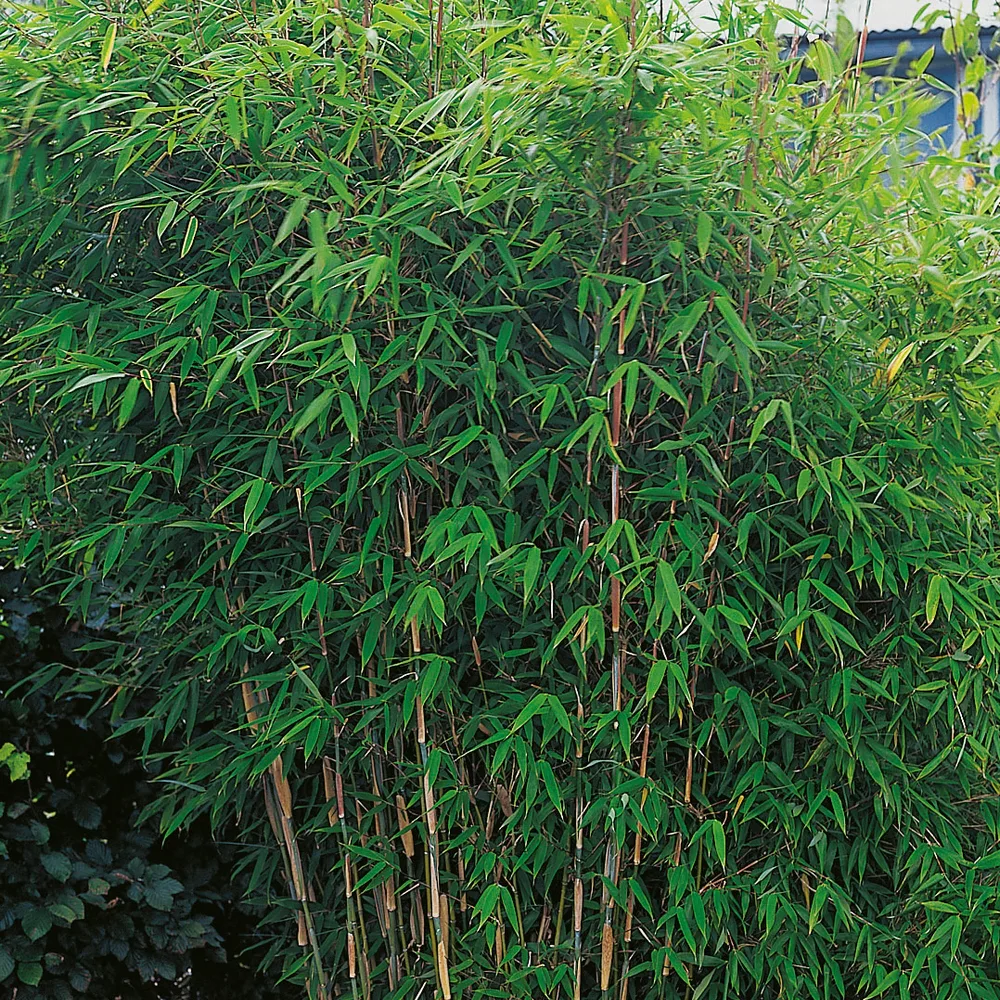 Bergbambu Omnia Garden Dino 50-60 cm