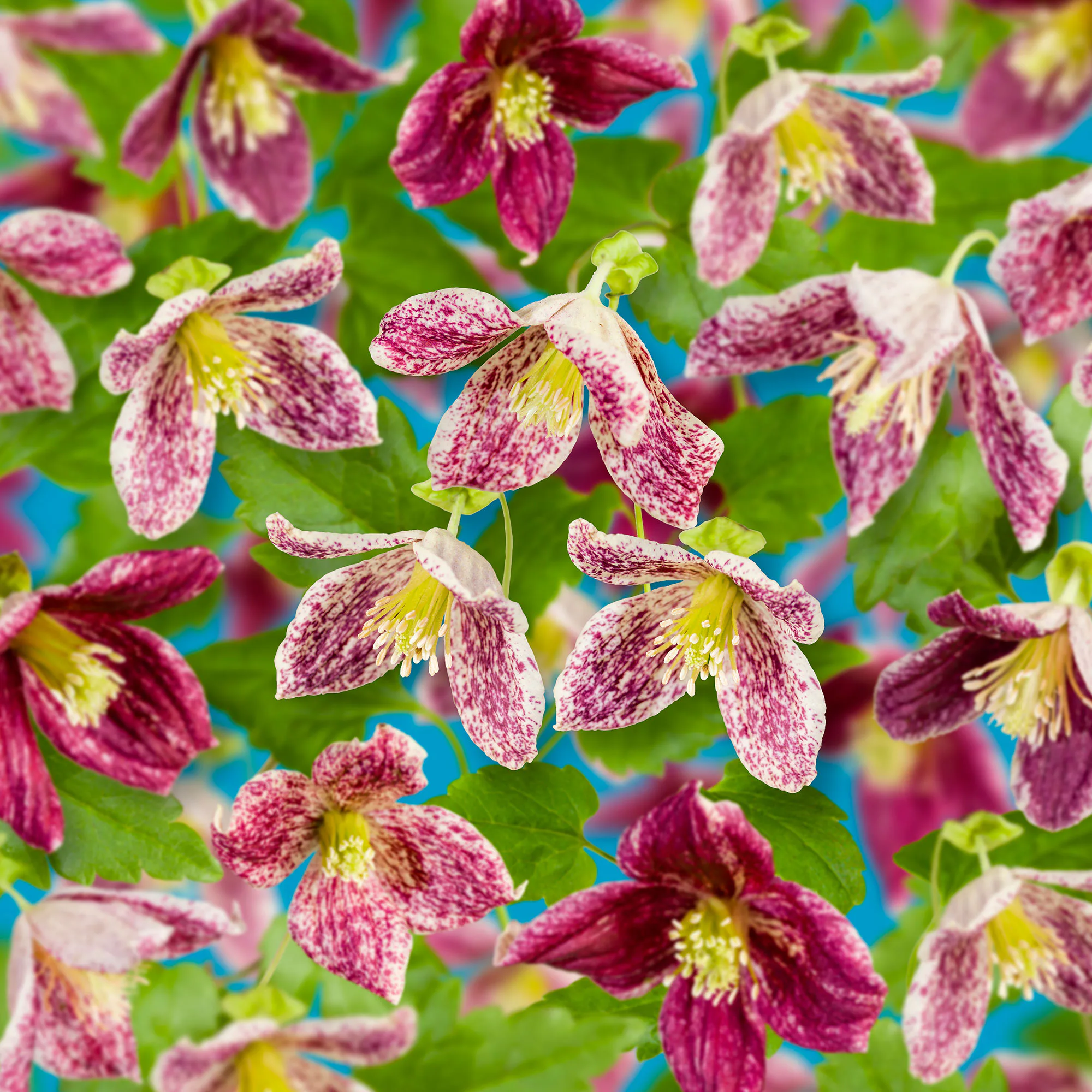 Klätterväxt Vintergrön Klematis Omnia Garden Freckles 40-60 cm