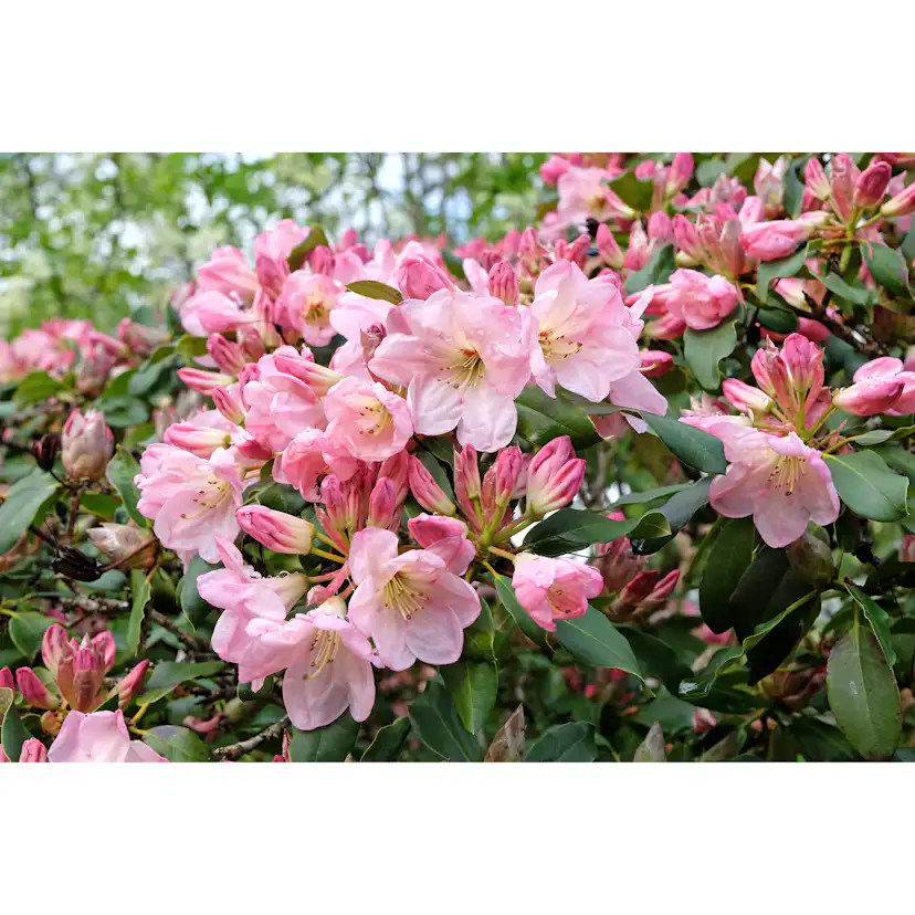 Rhododendron Omnia Garden Percy Wiseman 25-30 cm