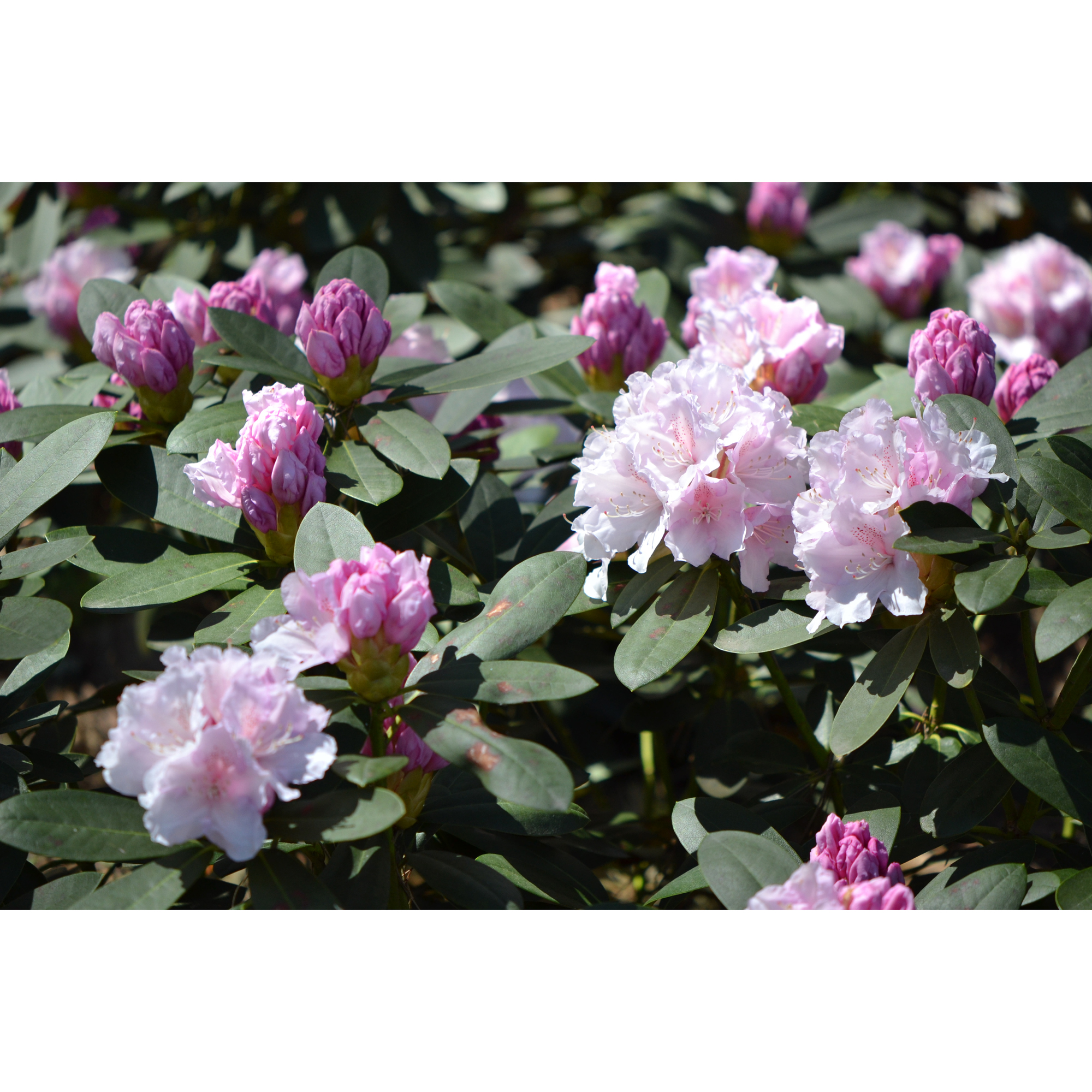 Rhododendron Omnia Garden Schneekrone 25-30 cm