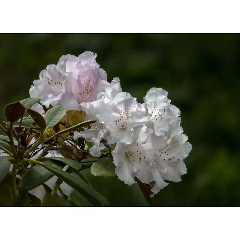 Rhododendron Omnia Garden Schneekrone 25-30 cm