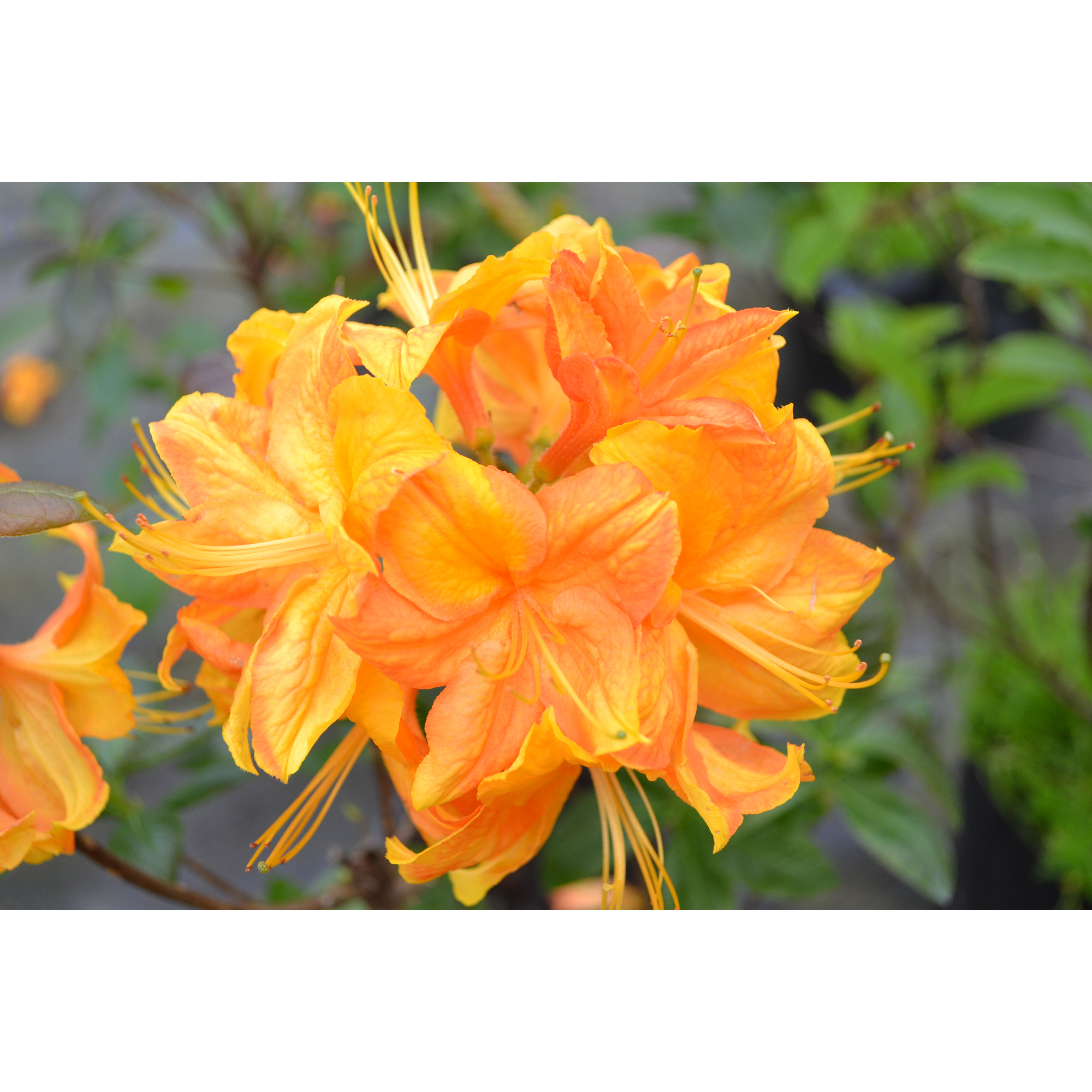 Rhododendron Azalea Omnia Garden Knaphill Klondyke 30-40 cm