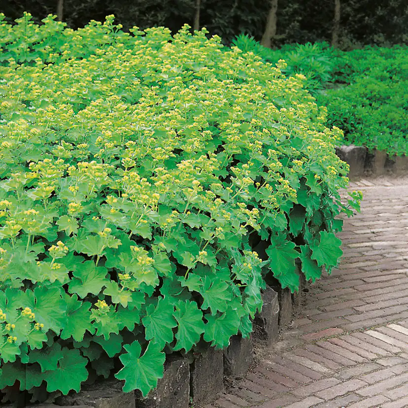 Planta Omnia Garden Jättedaggkåpa