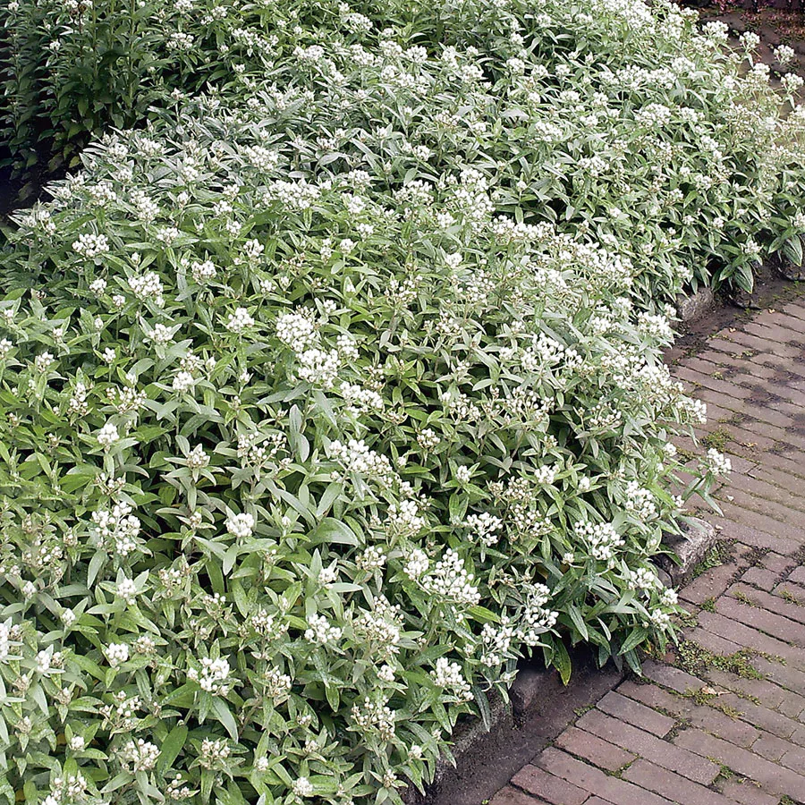 Planta Omnia Garden Ulleternell