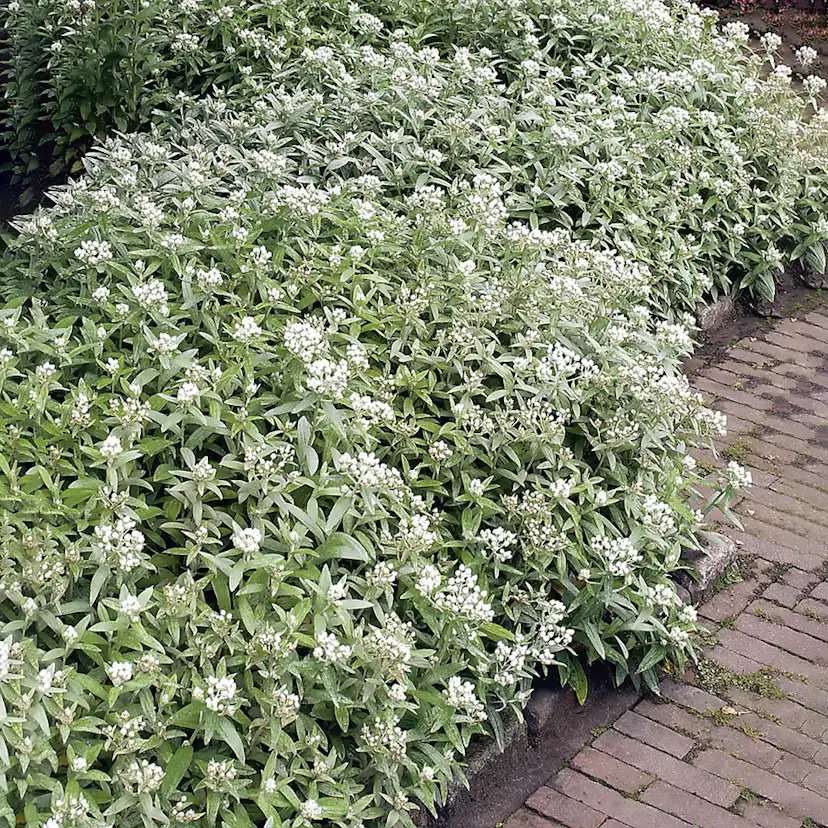 Planta Omnia Garden Ulleternell