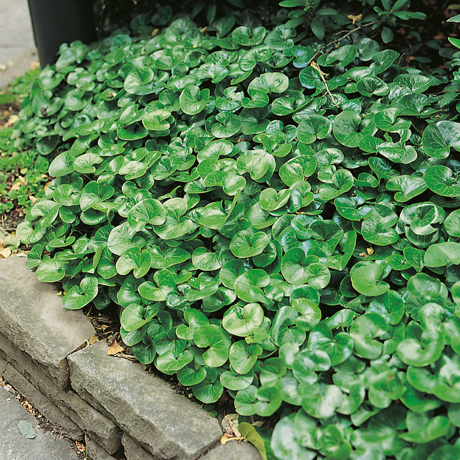 Planta Omnia Garden Hasselört