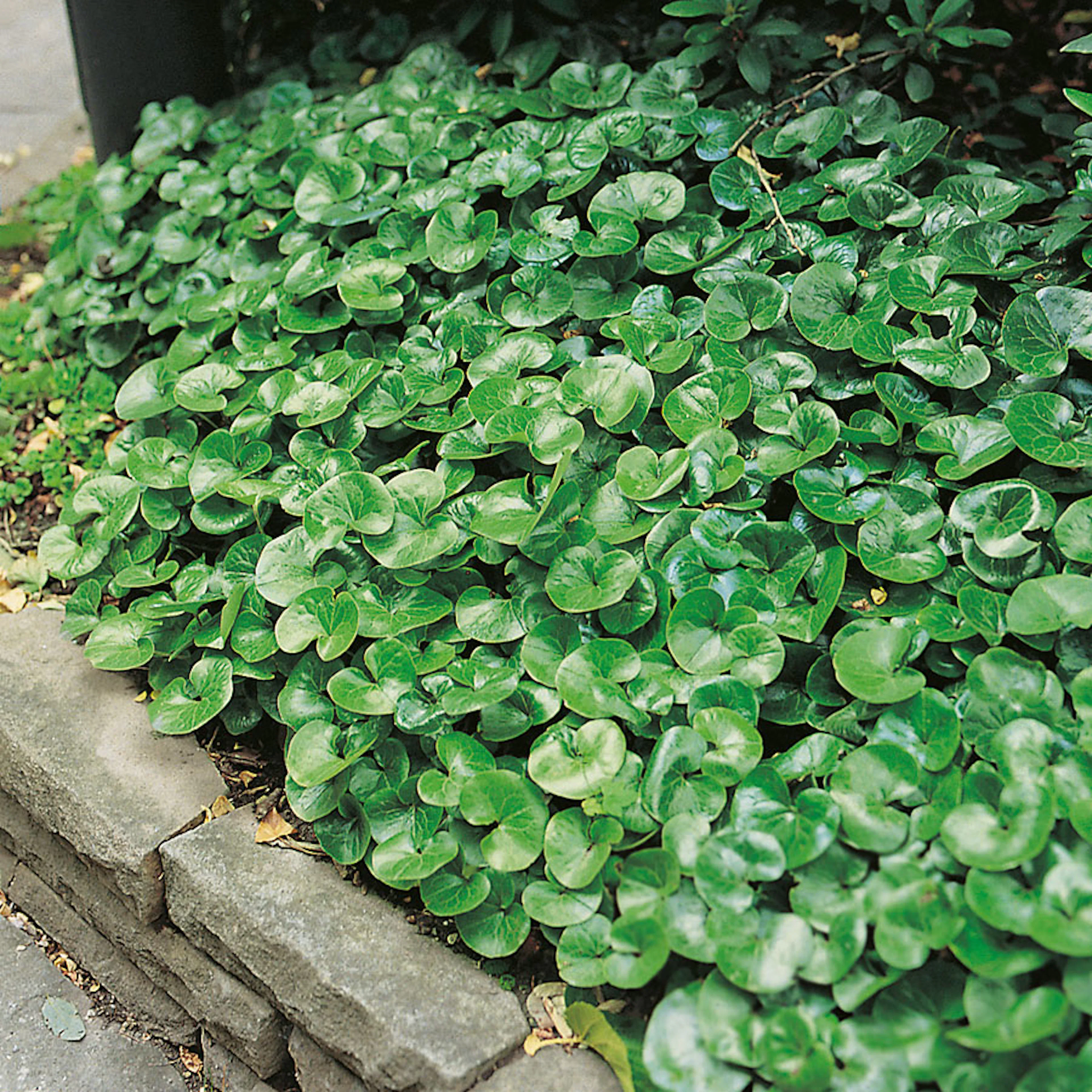 Planta Omnia Garden Hasselört