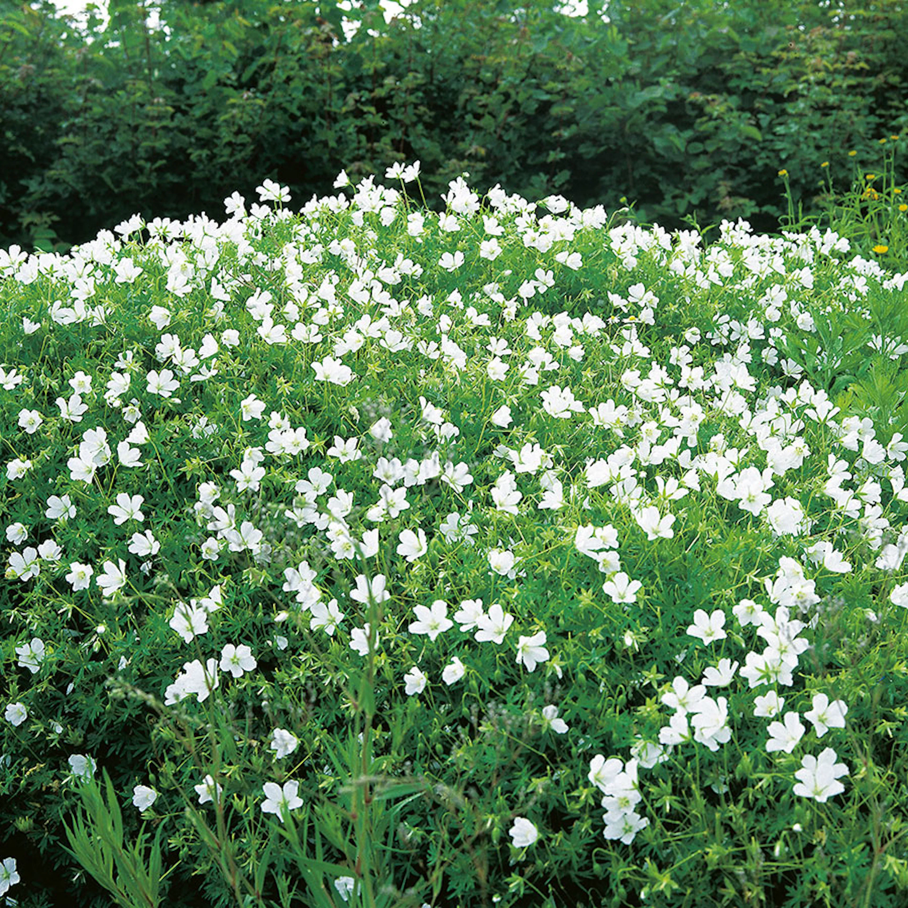 Planta Omnia Garden Blodnäva Album