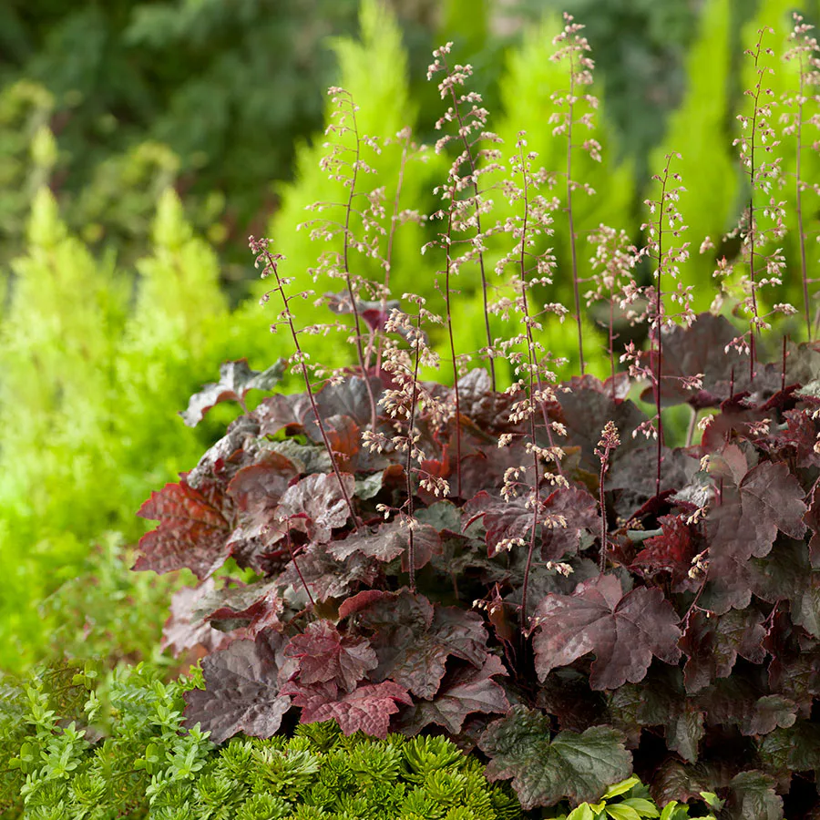 Planta Omnia Garden Lönnalunrot Palace Purple