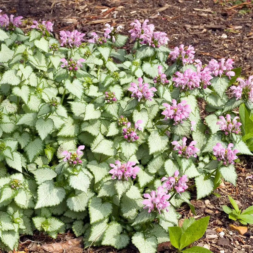 Planta Omnia Garden Rosenpliter Beacon Silver