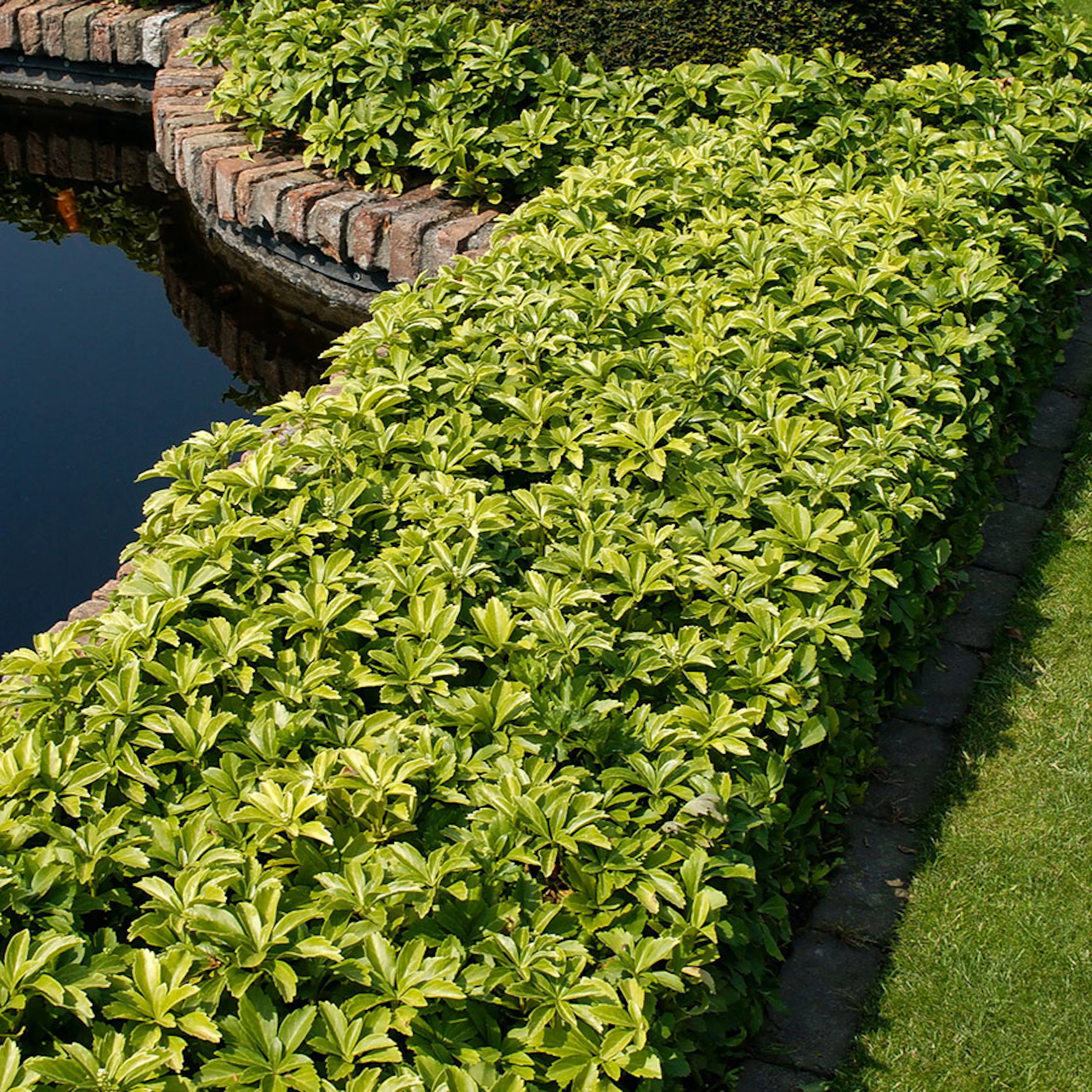 Planta Omnia Garden Skuggröna Green Carpet