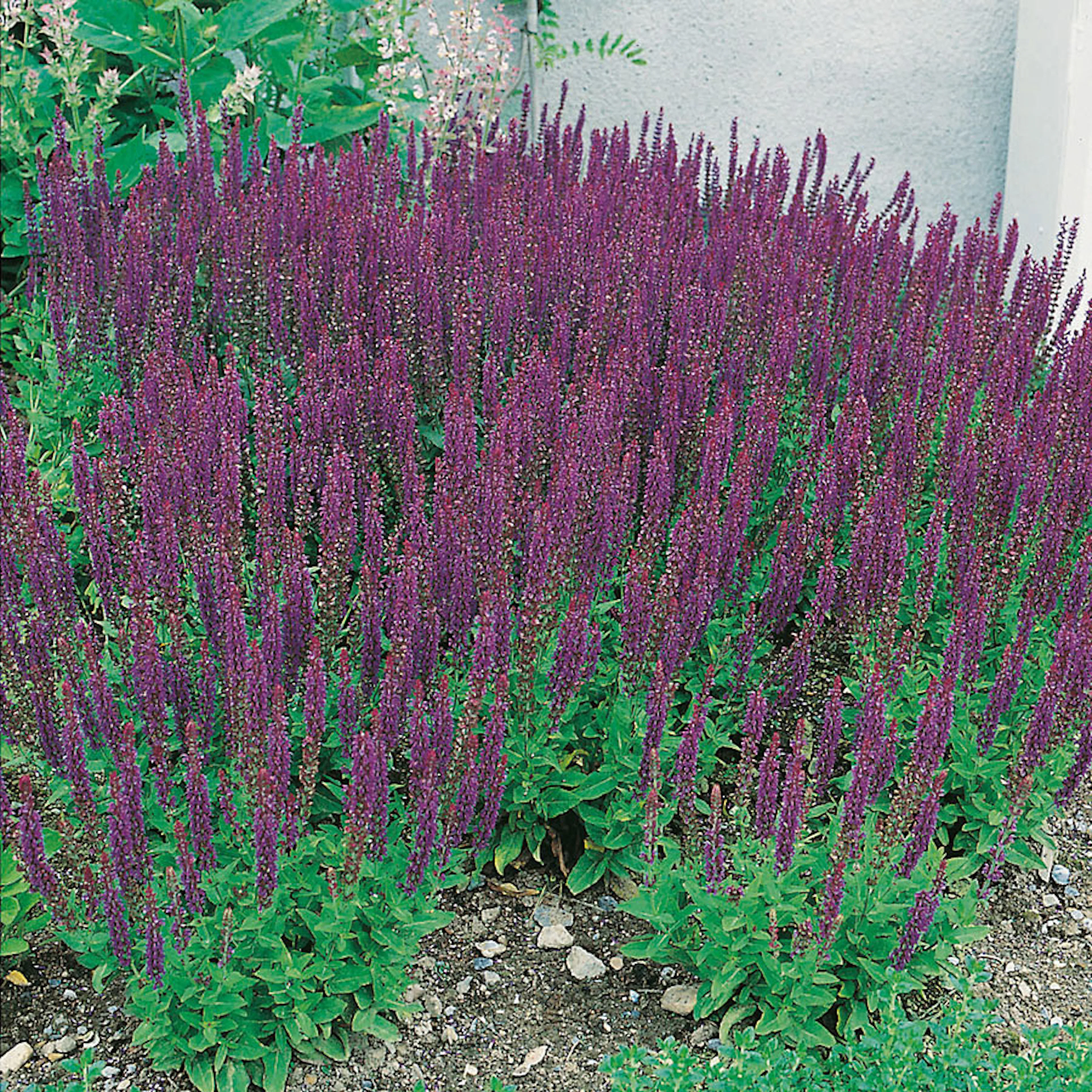 Planta Omnia Garden Stäppsalvia Ostfrisland