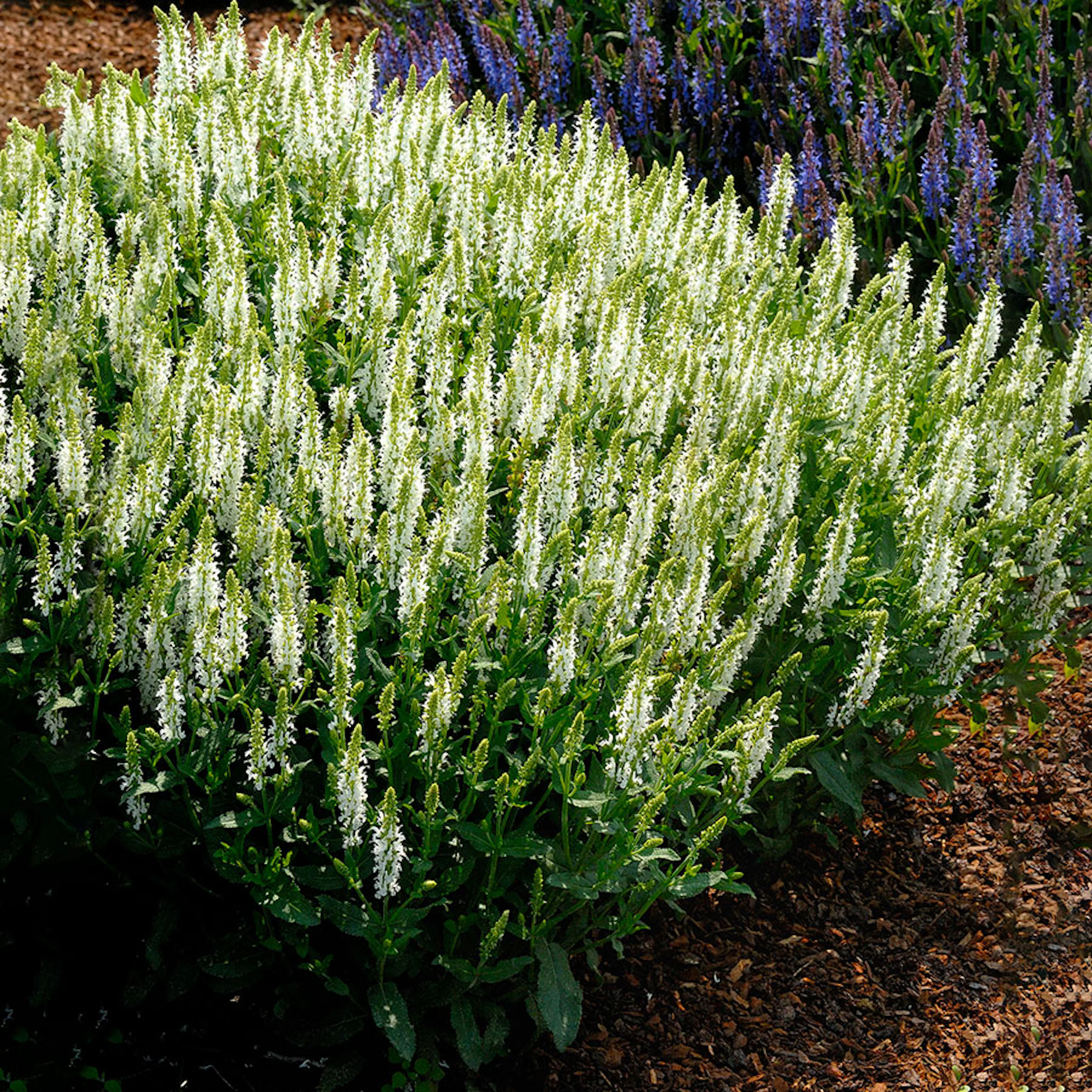 Planta Omnia Garden Stäppsalvia Schneehügel