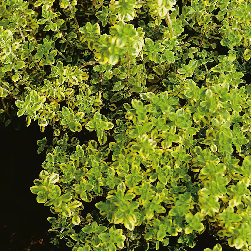 Planta Omnia Garden Citrontimjan Aureus