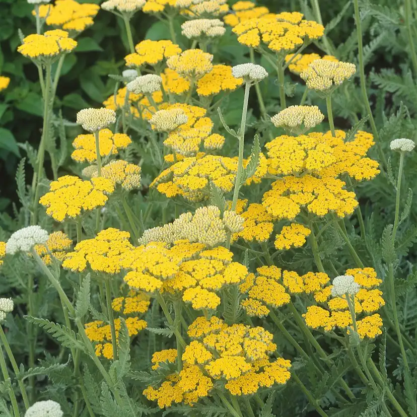 Planta Omnia Garden Gyllenrölleka 'Coronation Gold