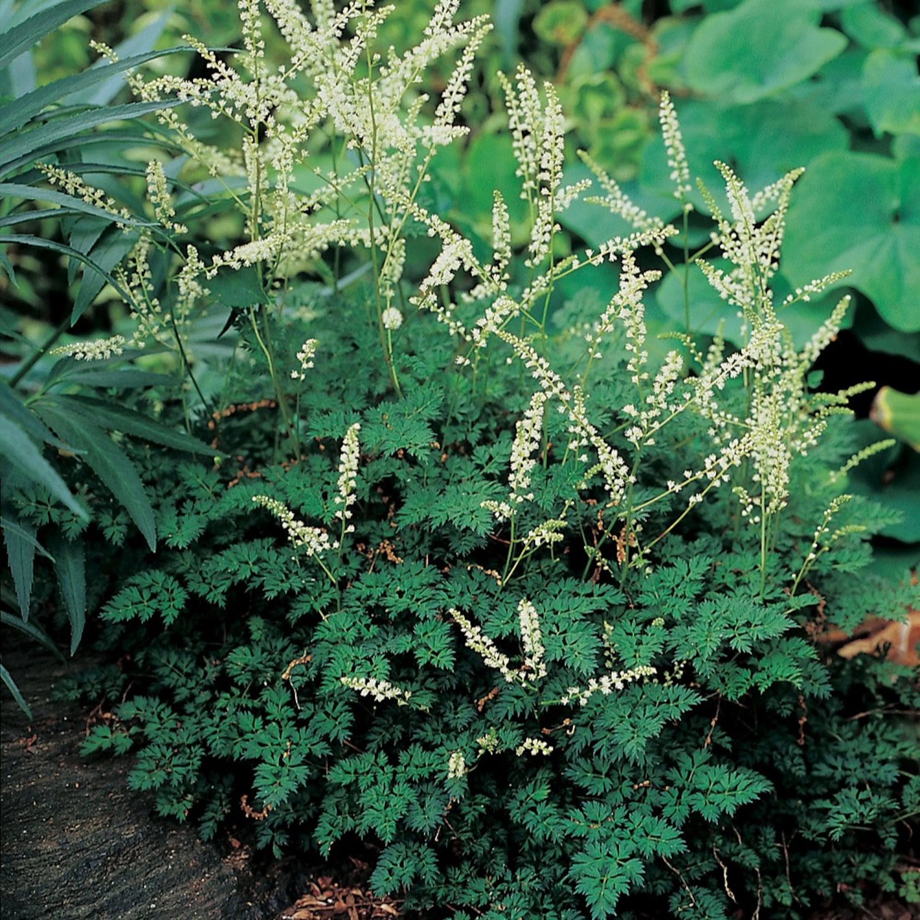 Planta Omnia Garden Koreansk plymspirea