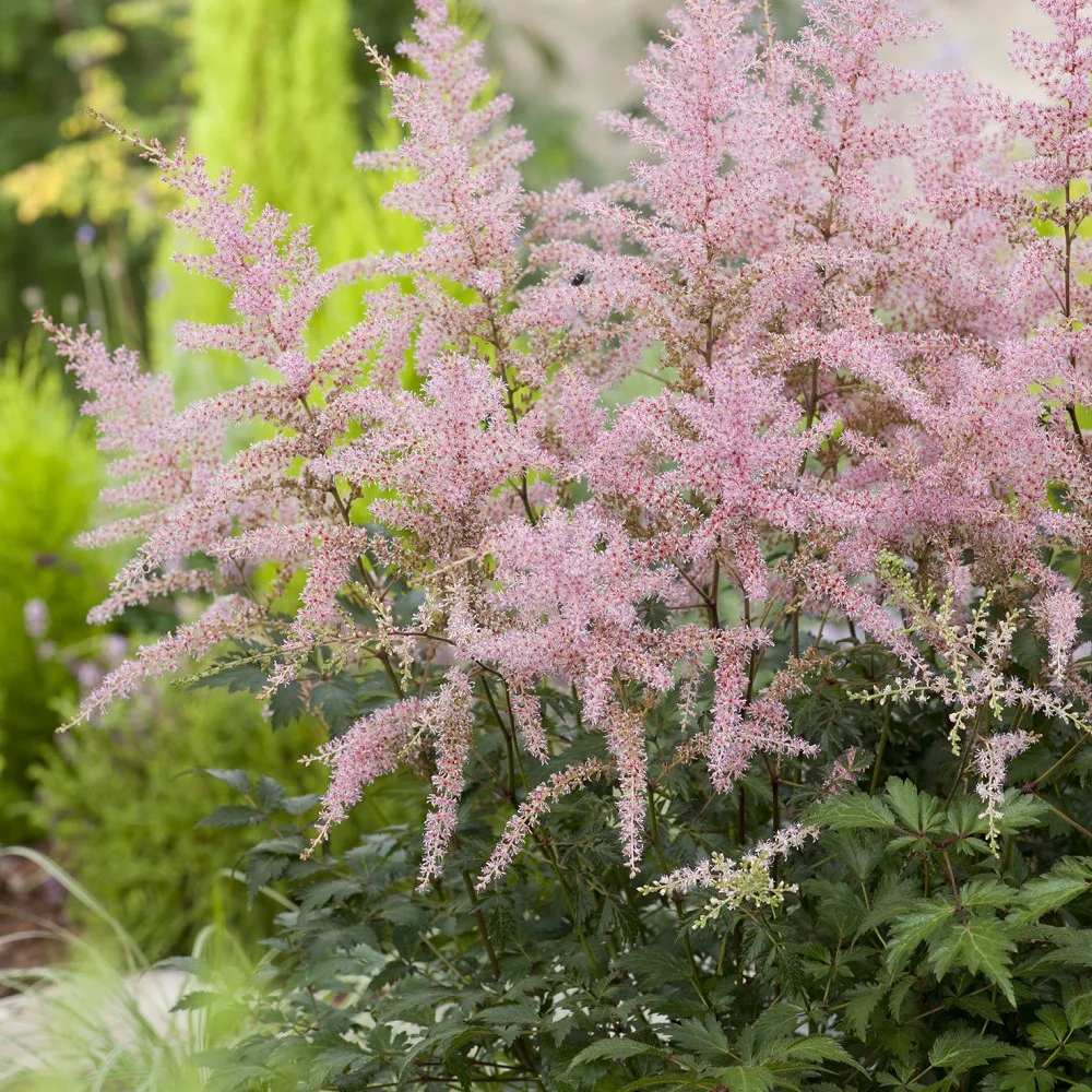 Planta Omnia Garden Fjäderastilbe Sprite