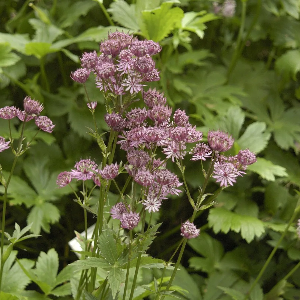 Planta Omnia Garden Stjärnflocka Major