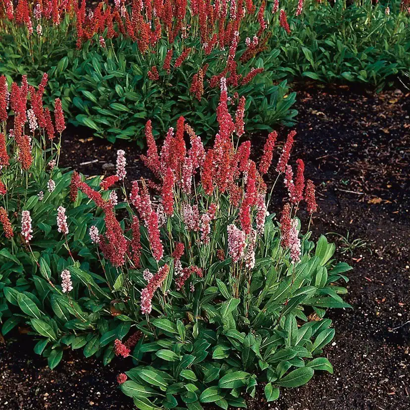 Planta Omnia Garden Bergormrot Darjeeling Red