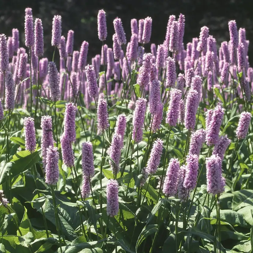 Planta Omnia Garden Stor Ormrot