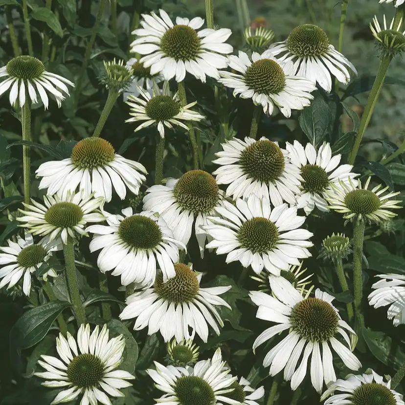 Planta Omnia Garden Solhatt Alba