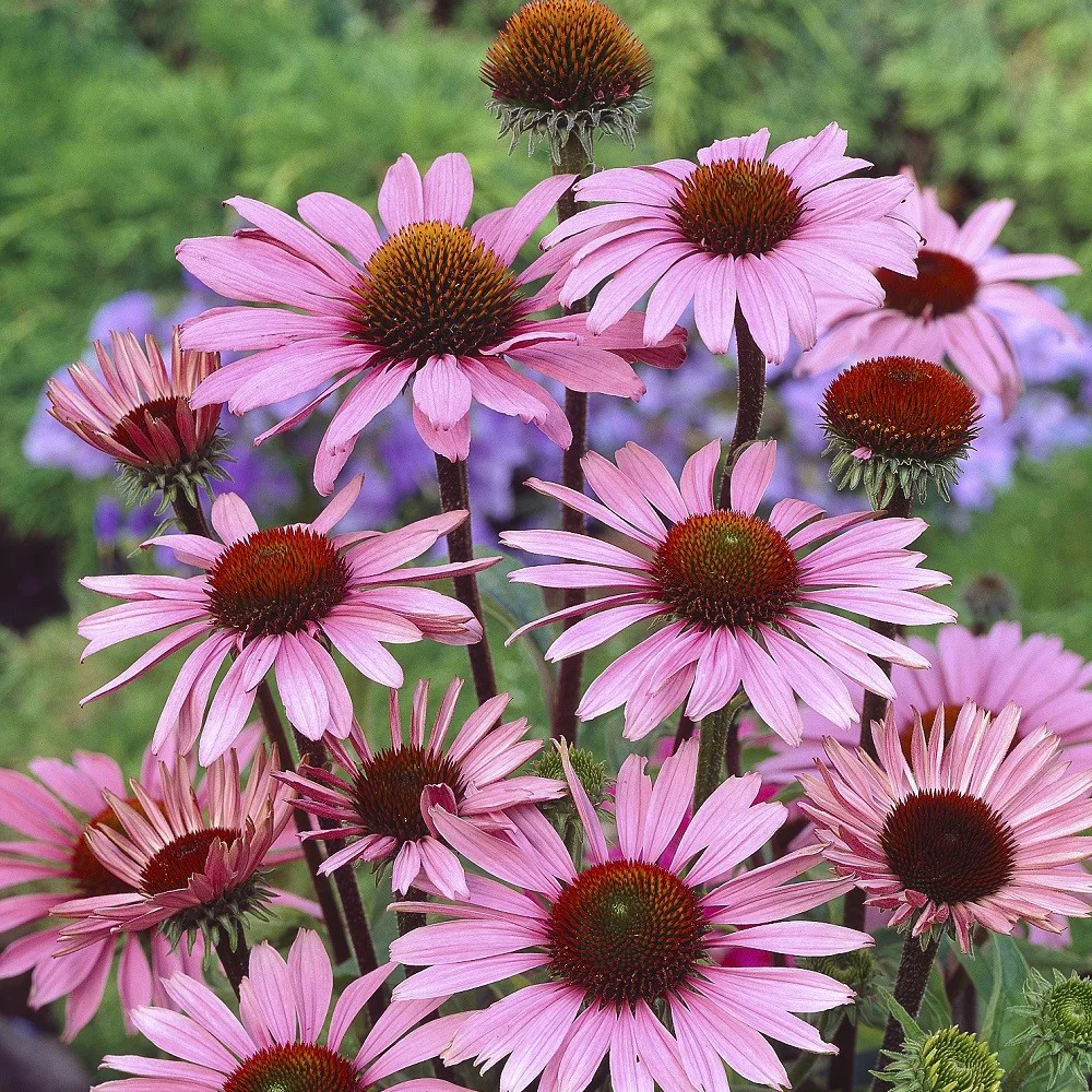Planta Omnia Garden Röd solhatt Magnus
