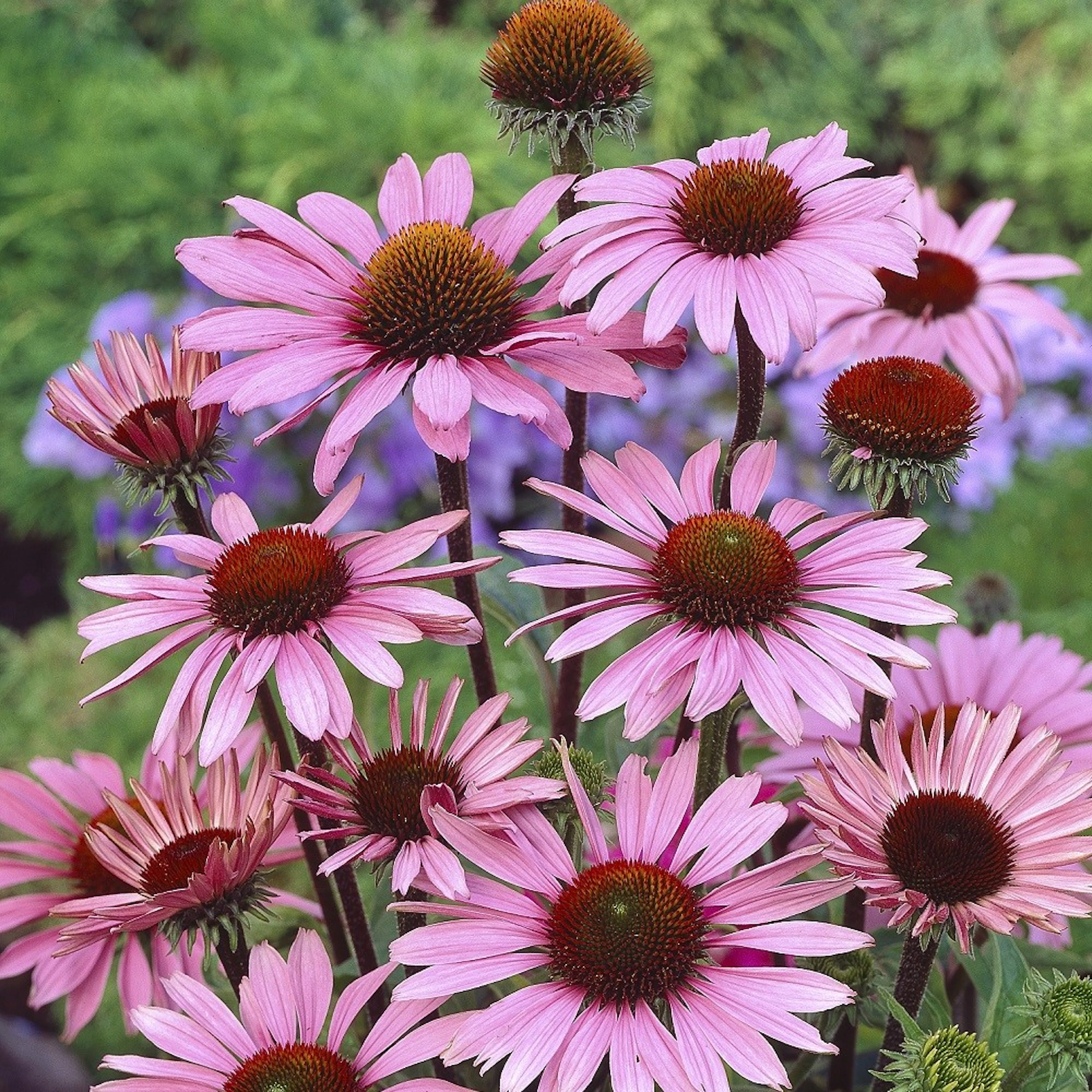Planta Omnia Garden Röd solhatt Magnus