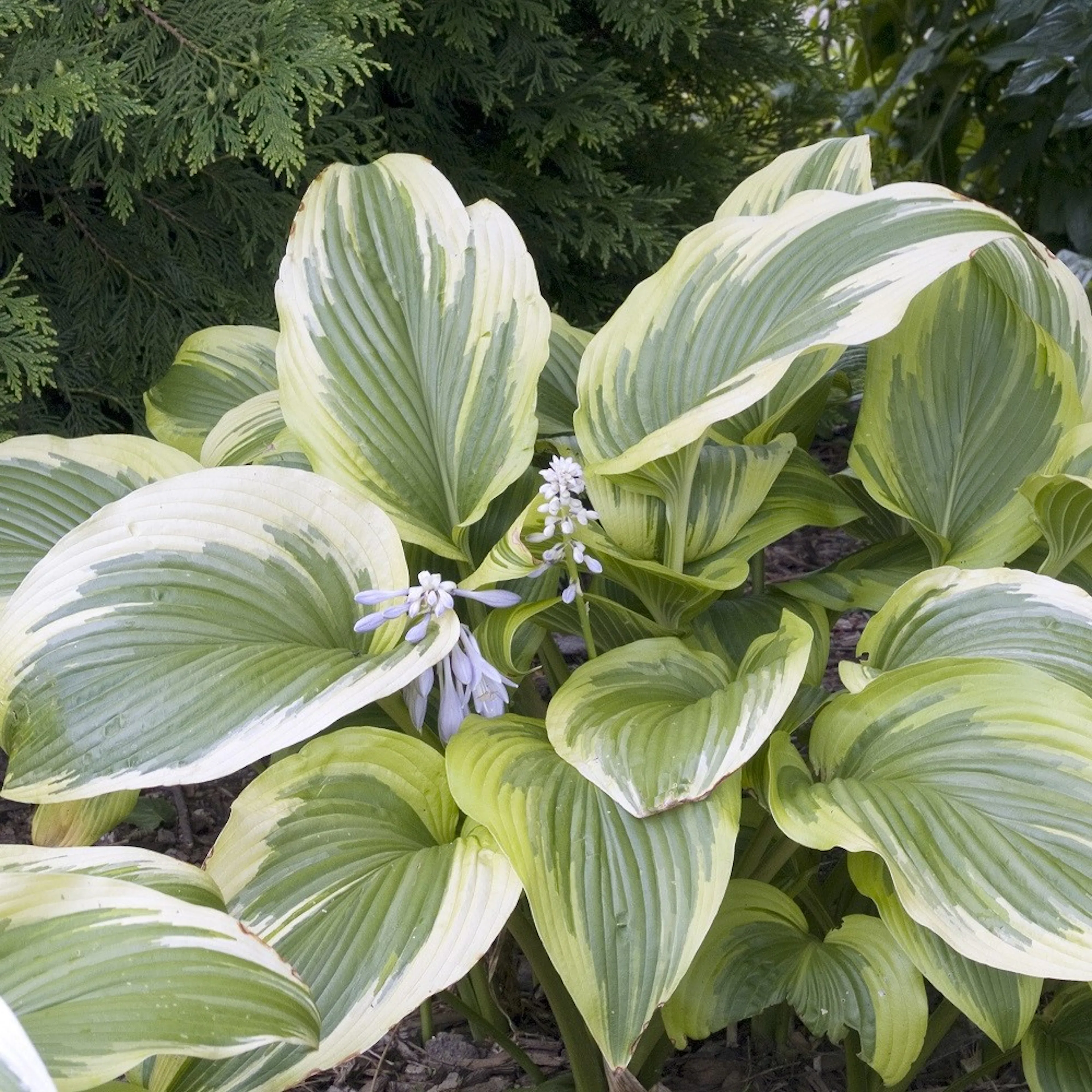 Planta Omnia Garden Blomsterfunkia Fortunei Aureomarginata