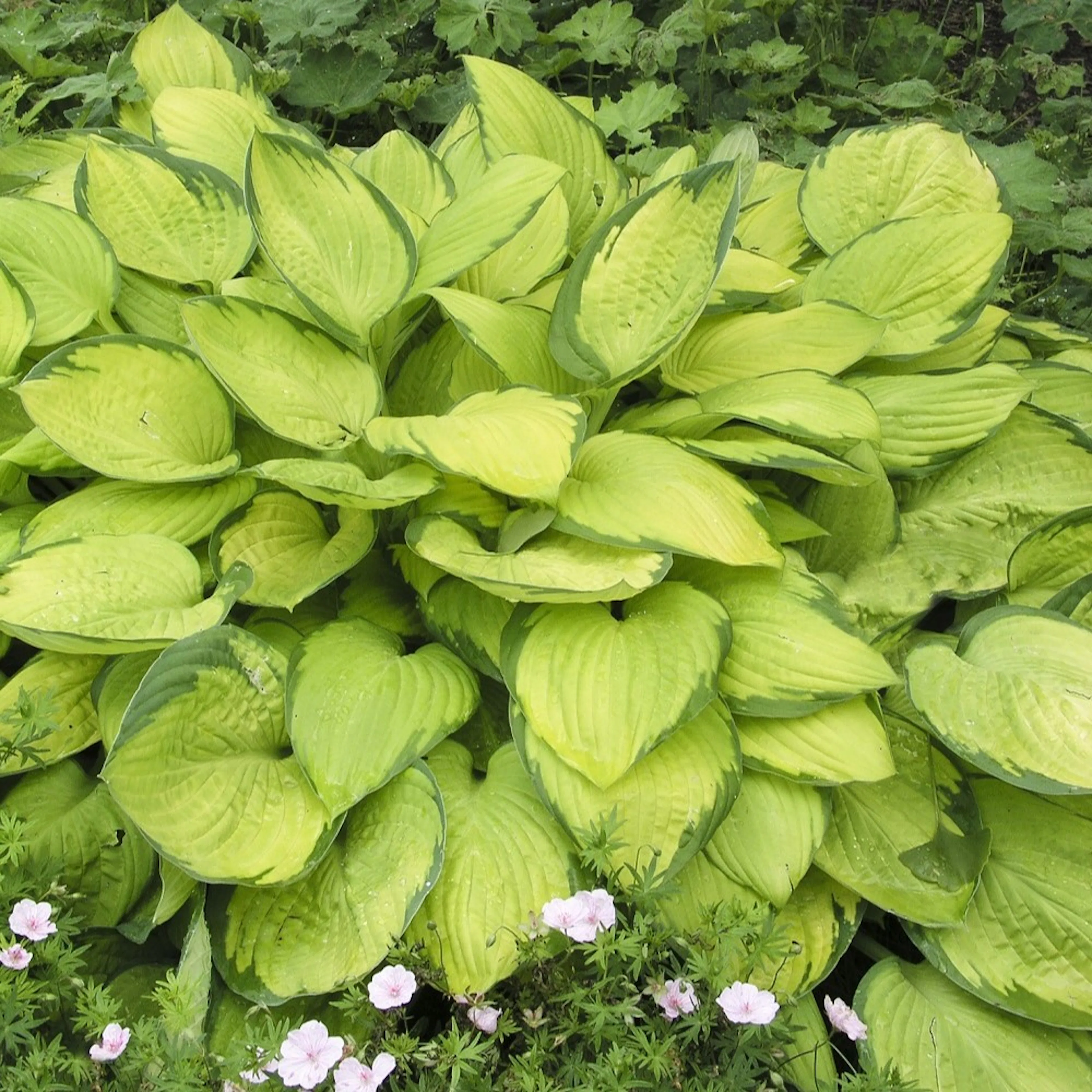 Planta Omnia Garden Blomsterfunkia Gold Standard