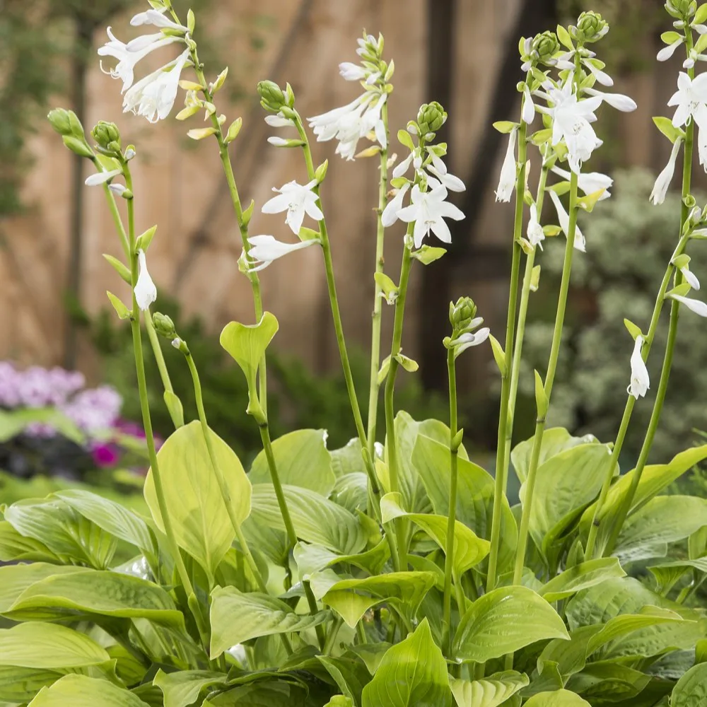 Planta Omnia Garden Doftfunkia Royal Standard