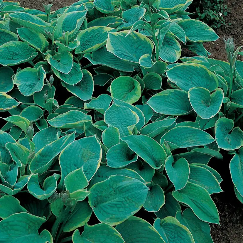 Planta Omnia Garden Daggfunkia Sieboldiana Frances Williams