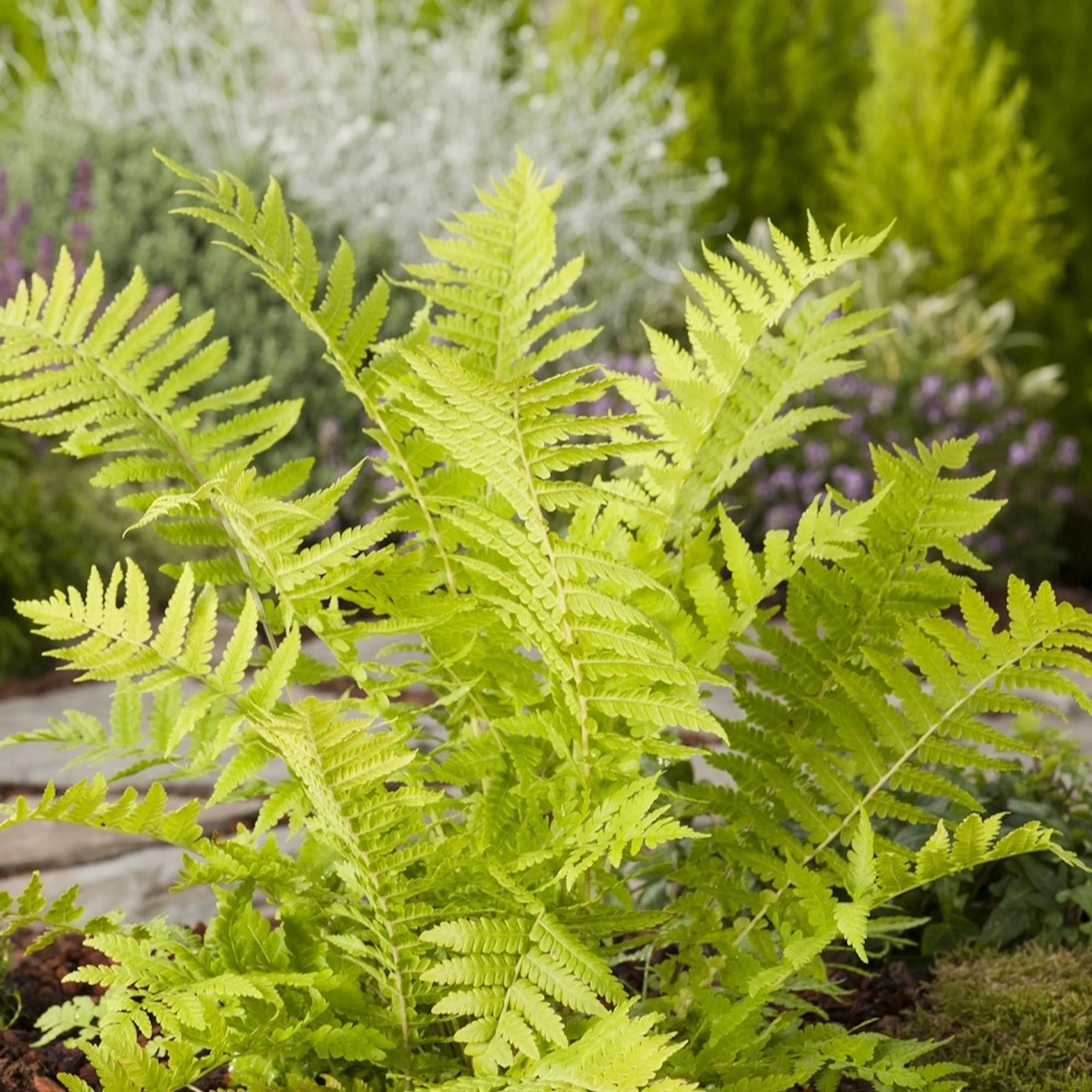 Planta Omnia Garden Strutbräken