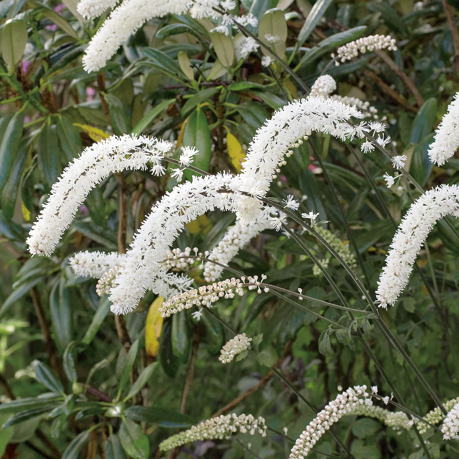 Planta Höstsilverax Omnia Garden Brunette