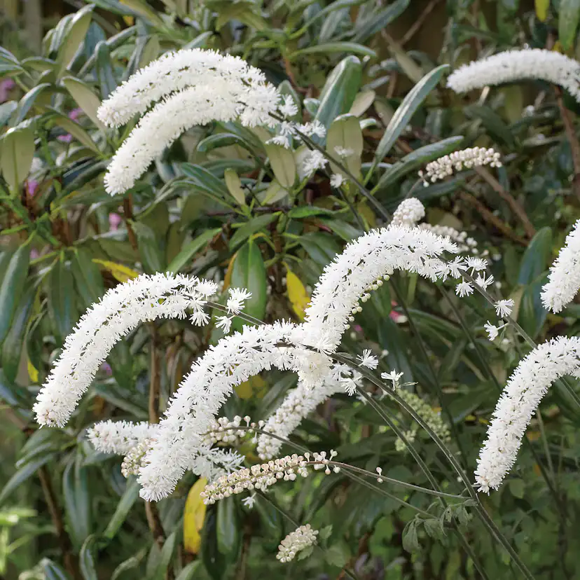 Planta Höstsilverax Omnia Garden Brunette