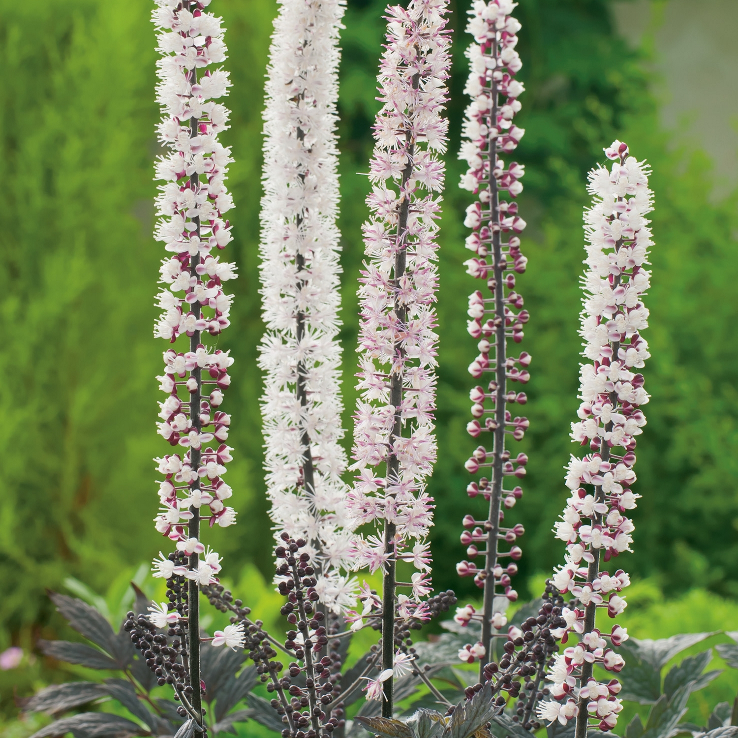 Planta Höstsilverax Omnia Garden Pink Spike