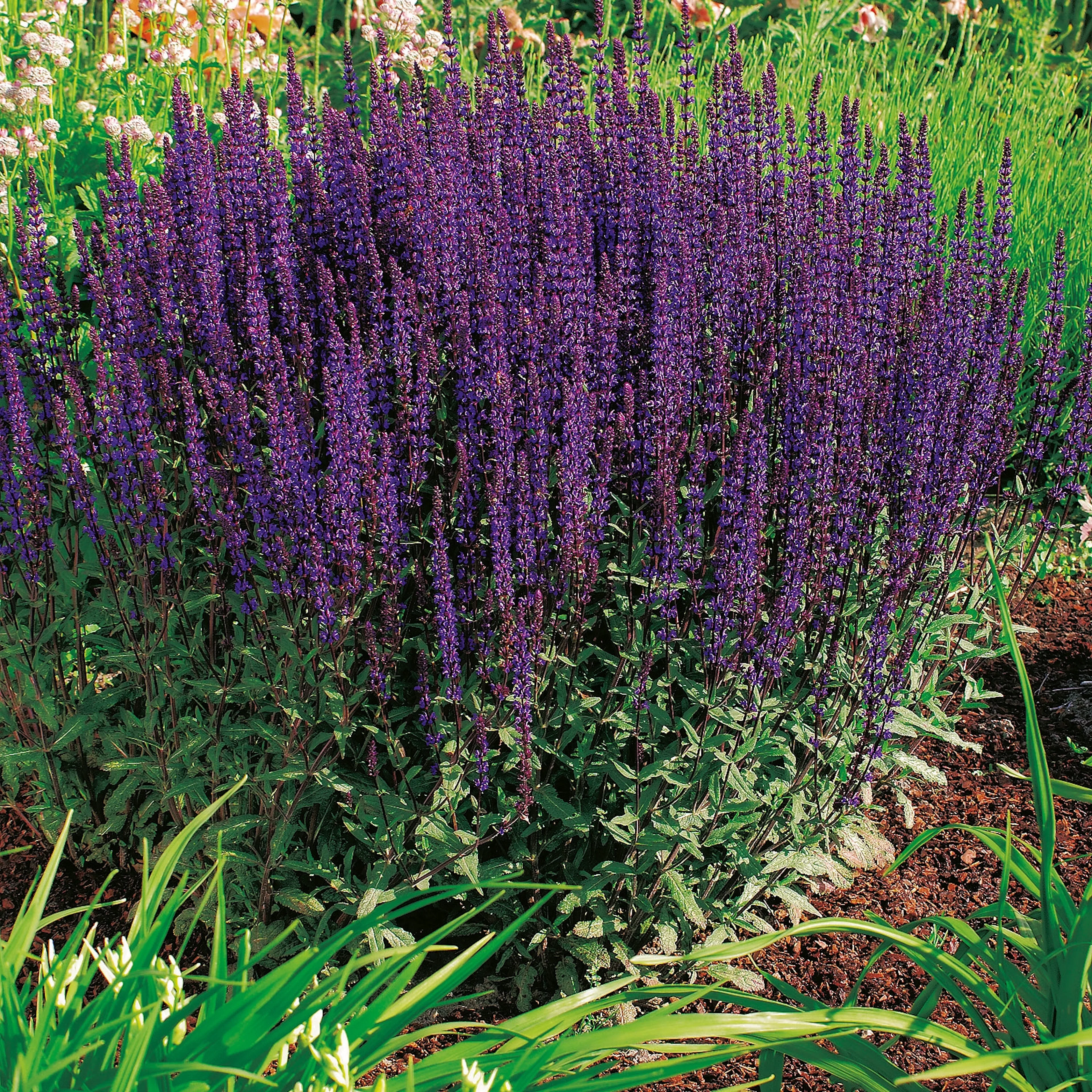 Stäppsalvia Omnia Garden Caradonna