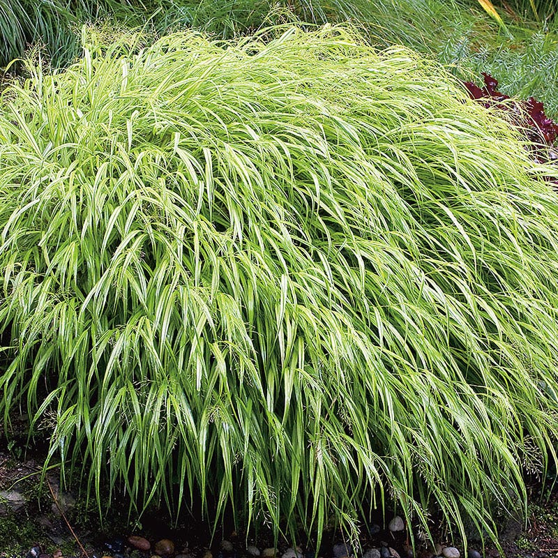 Prydnadsgräs Omnia Garden Hakonegräs Hakonechloa Macra Liten Kruka