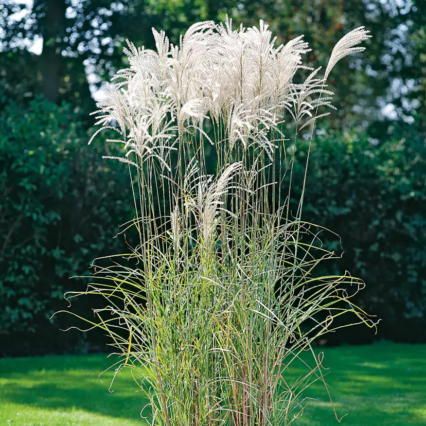 Prydnadsgräs Glansmiskantus Omnia Garden Japanskt Gräs Silberfeder