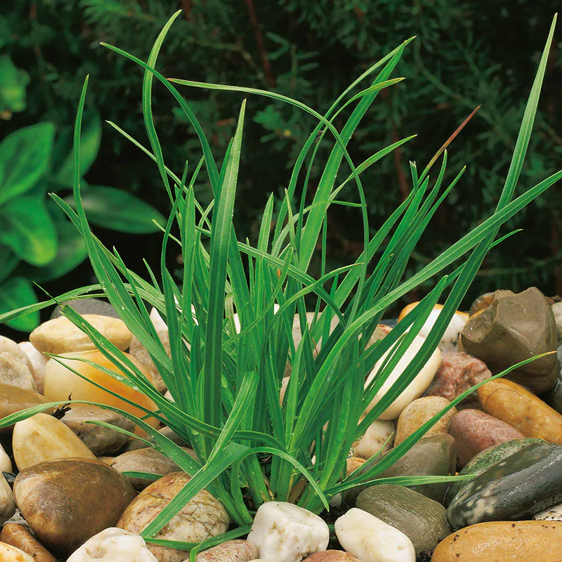 Planta Omnia Garden Vårälväxing