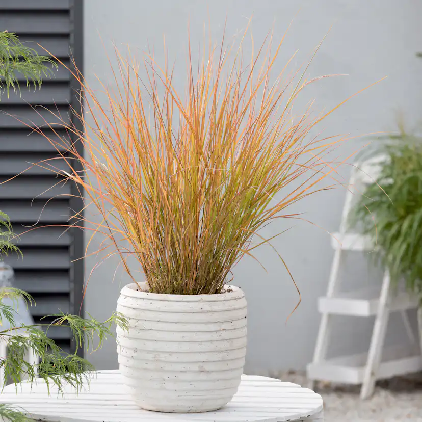 Planta Omnia Garden Fasanfjädergräs Sirocco