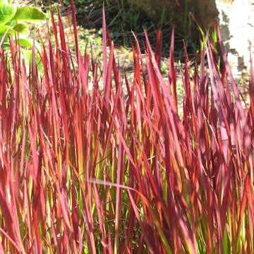 Planta Omnia Garden Japanskt blodgräs