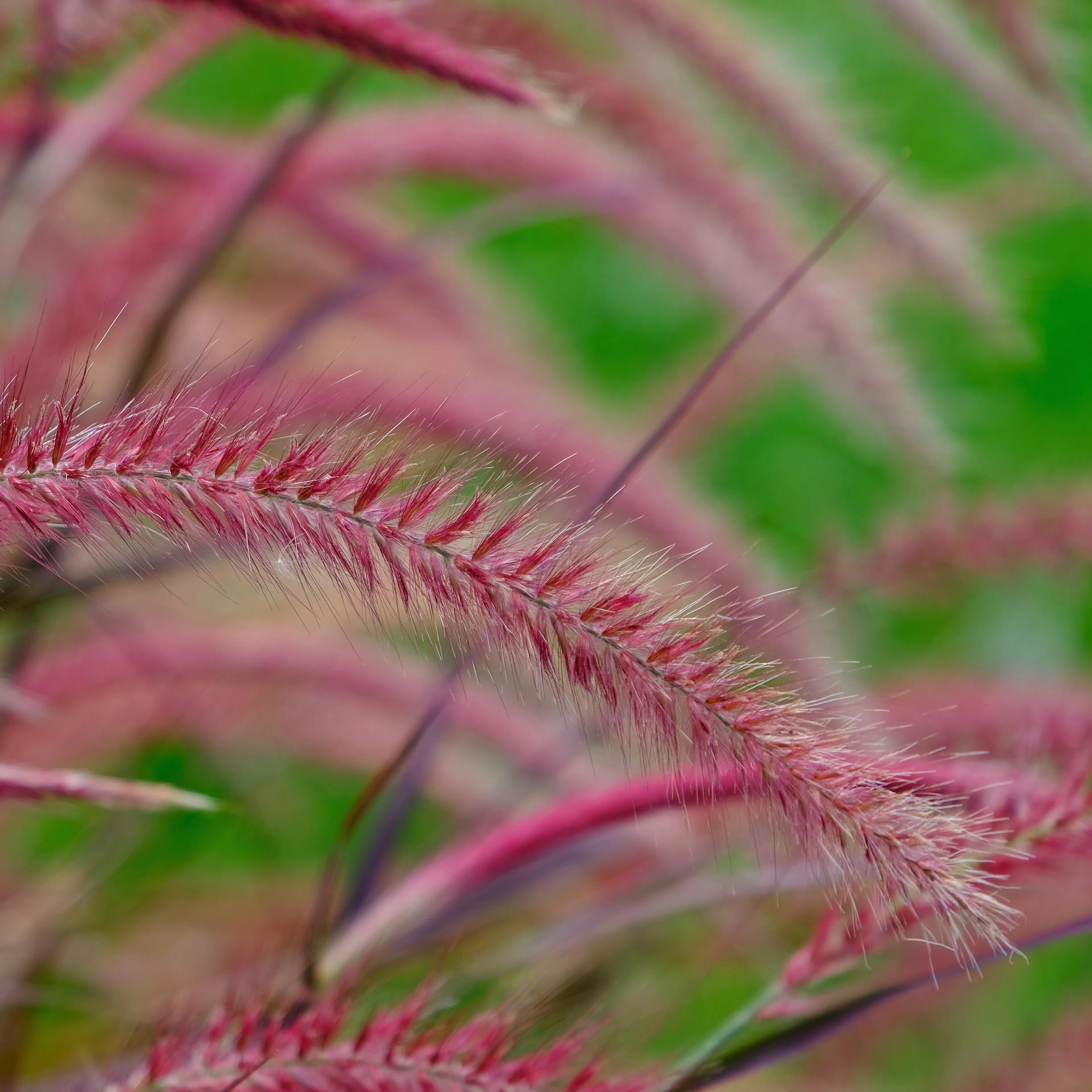 Planta Omnia Garden Fjäderborstgräs Fireworks