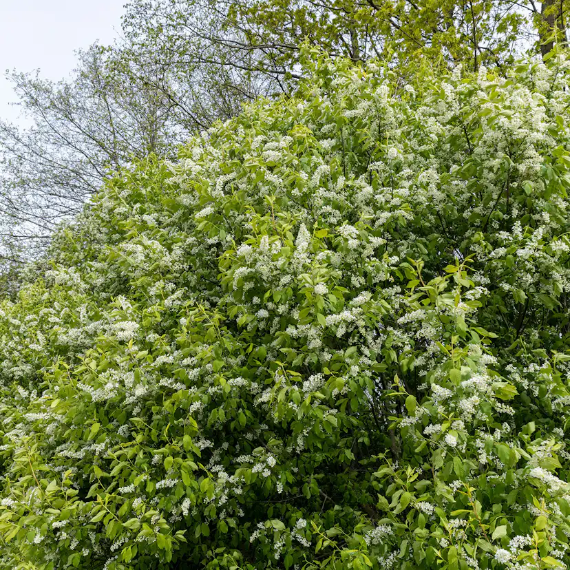 Prydnadsbuske Hägg Omnia Garden 100-125cm